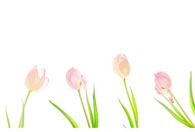 Pastel-Tulips-isolated-on-White-background