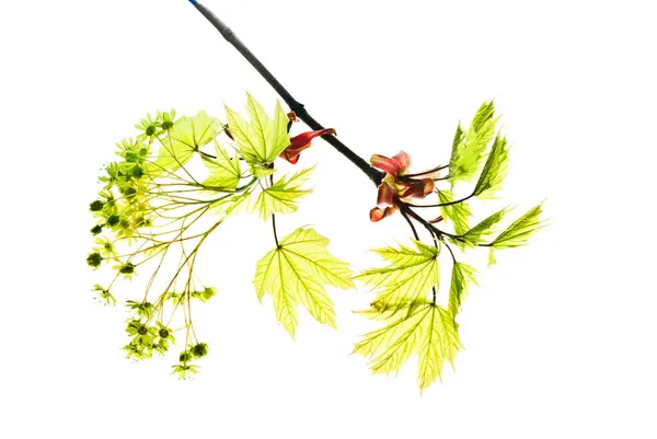 Zweig-des-Ahorns-mit-ersten-jungen-Blättern-und-Blüten-isoliert-auf-wh — Stockfoto
