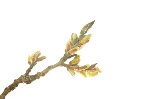 Poplar-Twig-with-buds-dismissing-First-aments-Isolated-on-White-Step-One — Stock Fotó