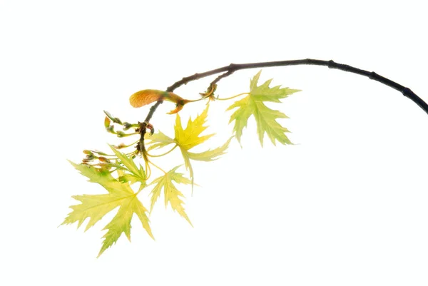 Twig-of-a-small-leaved-maple-with-young-leaves-isolated-on-white — Stock Photo, Image
