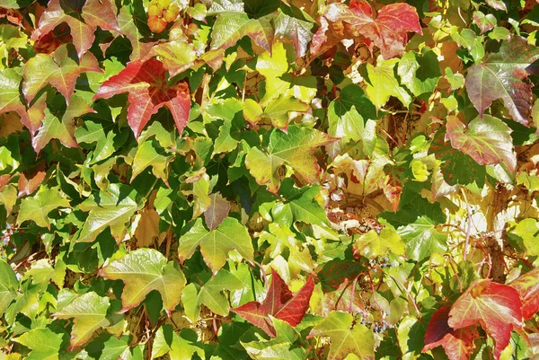 Autumn-leaves-of-wild-grape-covered-a-wall — Stock Photo, Image