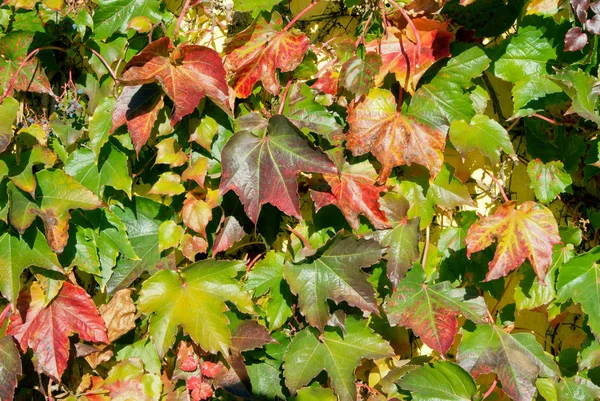 Autumn-leaves-of-wild-grape-covered-a-wall-close-up — Stock Photo, Image