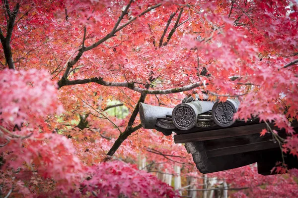 Beautiful autumn red maple leaves on display at a temple in Kyoto, Japan