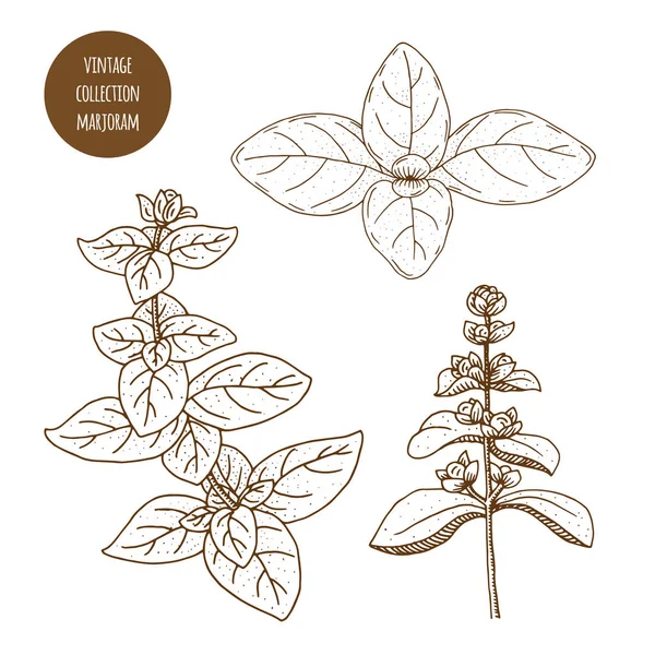 Mejorana. Vector dibujado a mano conjunto de hierbas y plantas cosméticas iso — Vector de stock