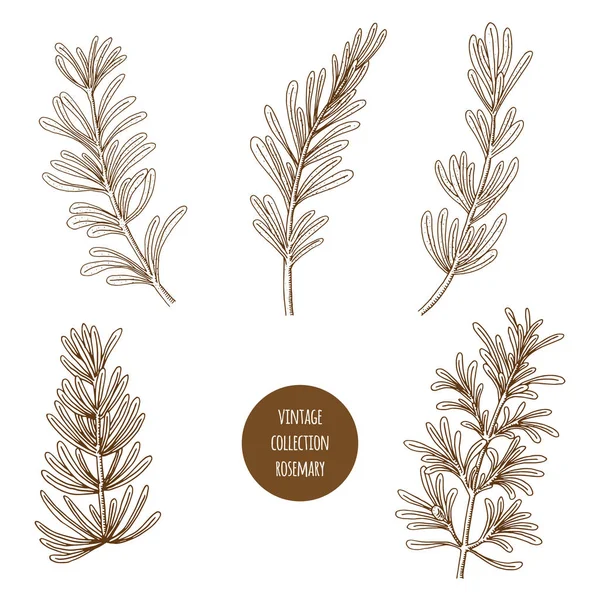 Biberiye. Vektör el çizimi kozmetik otlar ve bitkiler izo