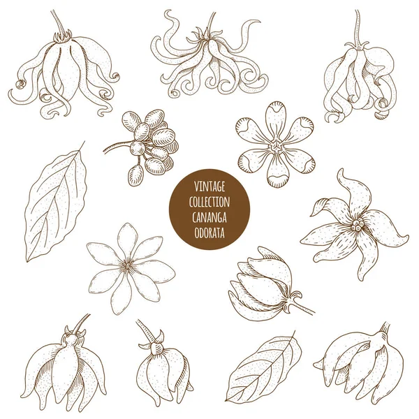 Cananga odorata. Vektör el çizimi kozmetik bitkiler ve pla