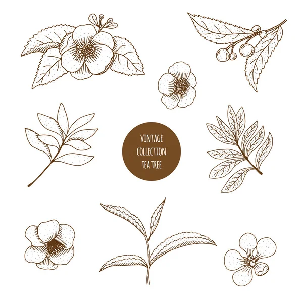 Tea Tree. Vector hand drawn set of cosmetic herbs and plants iso — Stock Illustration Tea Tree. Vector hand drawn set of cosmetic herbs and plants iso Stock Illustration