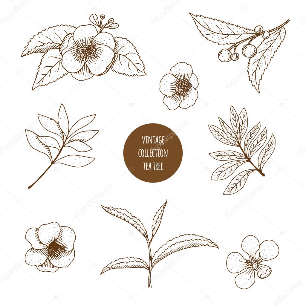 Tea Tree. Vector hand drawn set of cosmetic herbs and plants iso