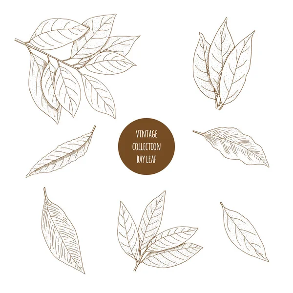 Saha yaprağı Vektör el çizimi kozmetik bitkiler ne üzerine izole edilmiş