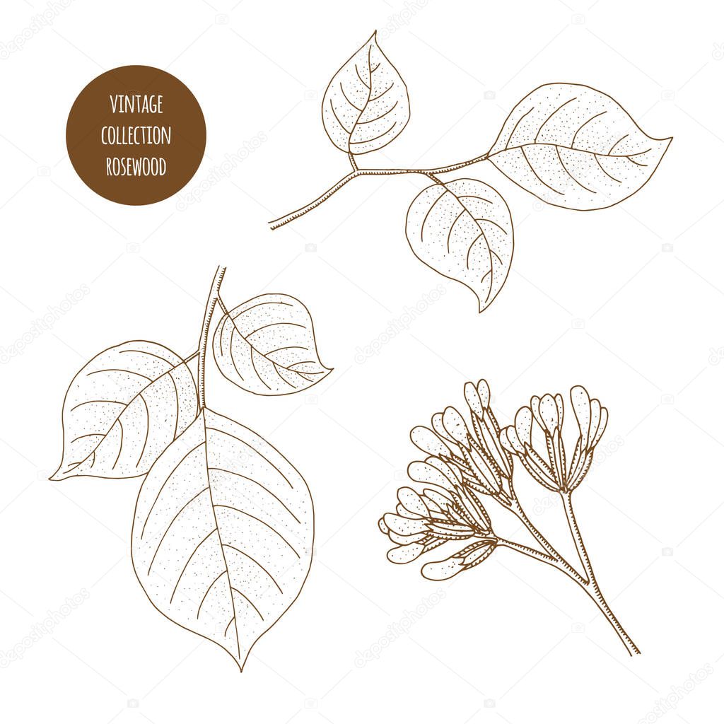 Rosewood. Vector hand drawn set of cosmetic herbs isolated on wh