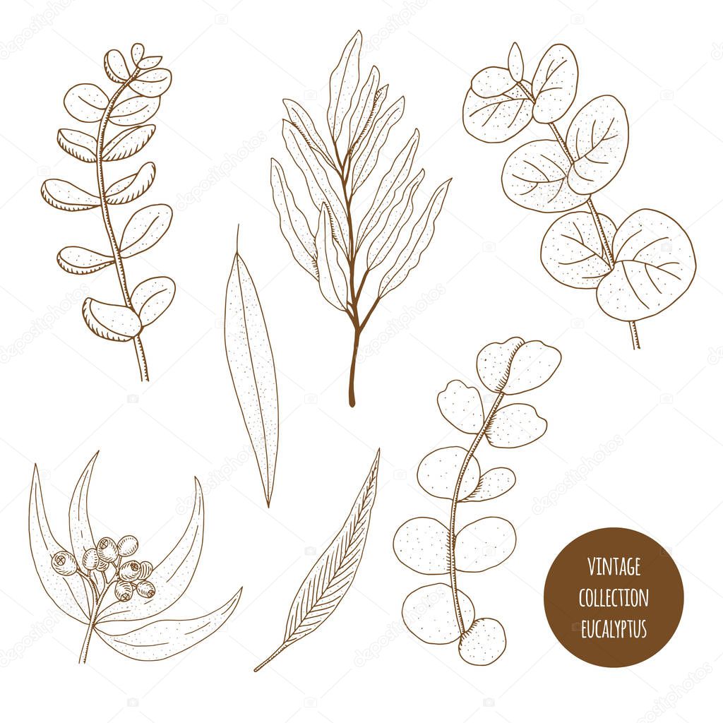 Eucalyptus. Vector hand drawn set of cosmetic plants isolated on
