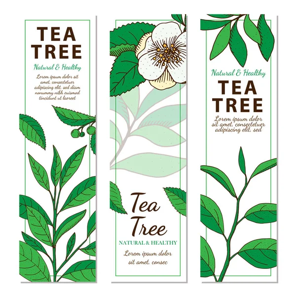 Tea Tree. Ensemble de bannières verticales vectorielles dessinées à la main avec elle — Image vectorielle