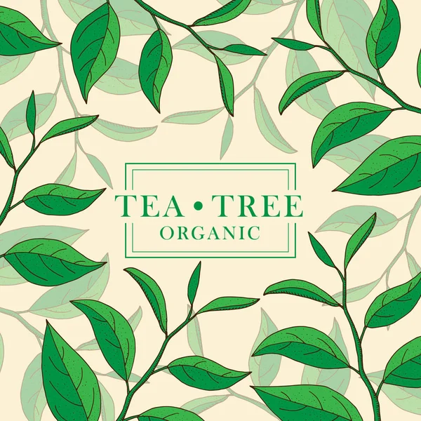 Tea Tree. Vecteur à base de plantes dessinées à la main. Aromathérapie bann — Image vectorielle