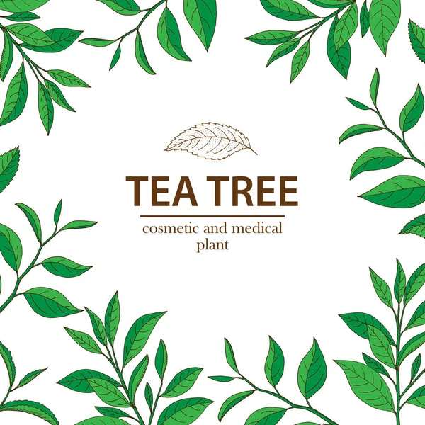 Tea Tree. Vecteur à base de plantes dessinées à la main. Aromathérapie bann — Image vectorielle