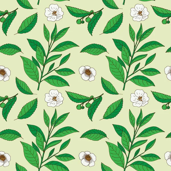 Tea Tree. Vecteur dessiné à la main motif vintage sans cervelle. Botanique — Image vectorielle