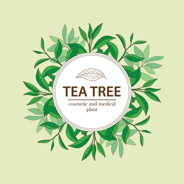 Tea Tree. Vecteur à base de plantes dessinées à la main. Aromathérapie bann — Image vectorielle