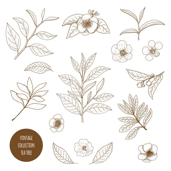 Árvore do chá. Vector mão desenhado vintage conjunto de plantas de aromaterapia . — Vetor de Stock