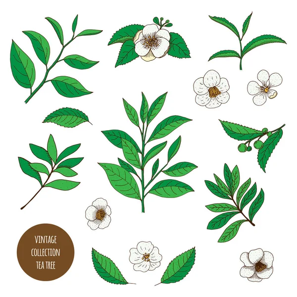 Tea Tree. Vector hand drawn vintage set of aromatherapy plants.