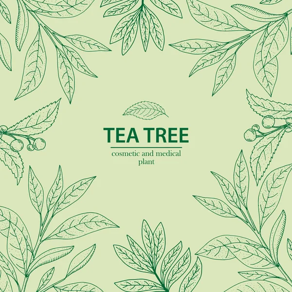 Tea Tree. Vector hand drawn herbal background. Aromatherapy bann — Stock Illustration Tea Tree. Vector hand drawn herbal background. Aromatherapy bann Royalty Free Stock Vectors