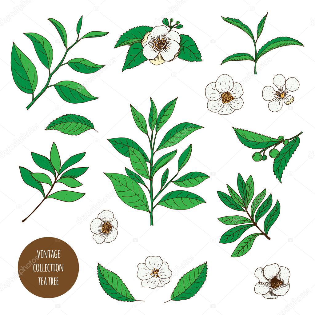 Tea Tree. Vector hand drawn vintage set of aromatherapy plants. 