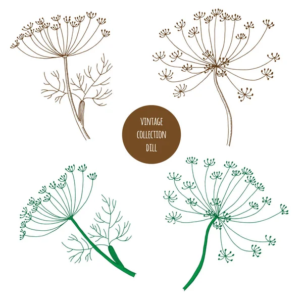 Dill. Beyaz üzerine izole edilmiş kozmetik bitkilerinin vektör el çizimi