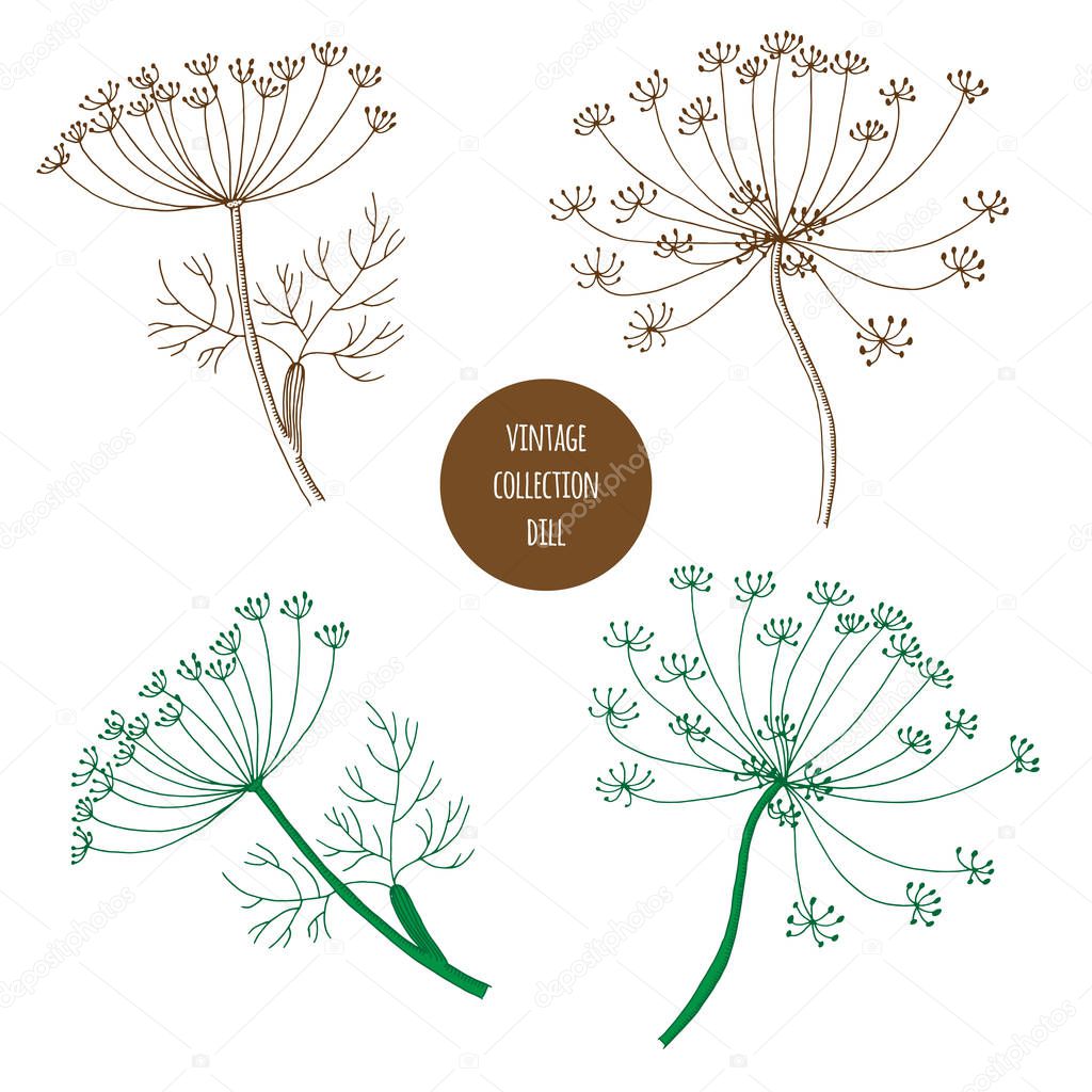 Dill. Vector hand drawn set of cosmetic plants isolated on white