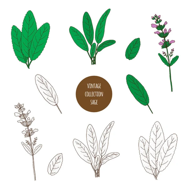 Sabio. Vector dibujado a mano conjunto de plantas cosméticas aisladas en blanco — Vector de stock