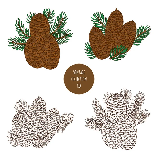 Firavun. Koni. Vektör el çizilmiş kozmetik bitkileri üzerine izole 