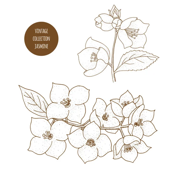 Jasmine. Vector dibujado a mano conjunto de plantas cosméticas aisladas en wh — Vector de stock