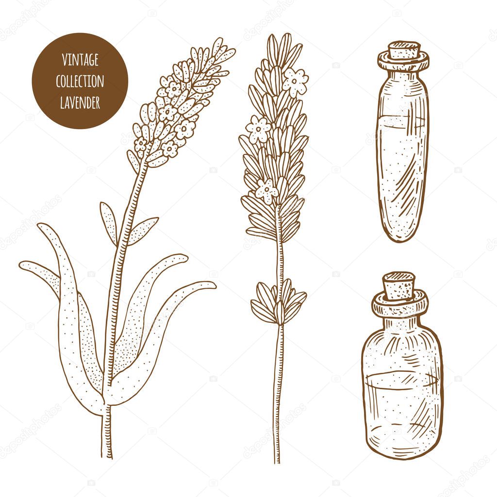 Lavender. Vector hand drawn set of cosmetic plants isolated on w