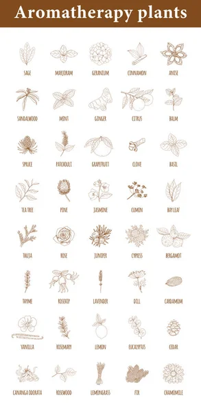 Aromaterapi bitkileri. Beyazda izole edilmiş botanik elementler