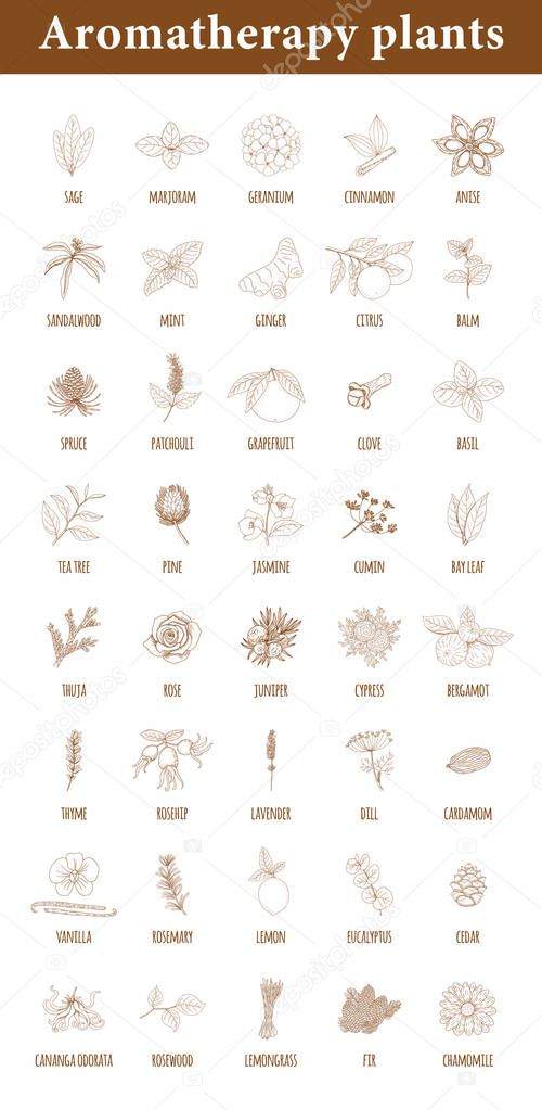 Aromatherapy Plants. Set of botanical elements isolated on white