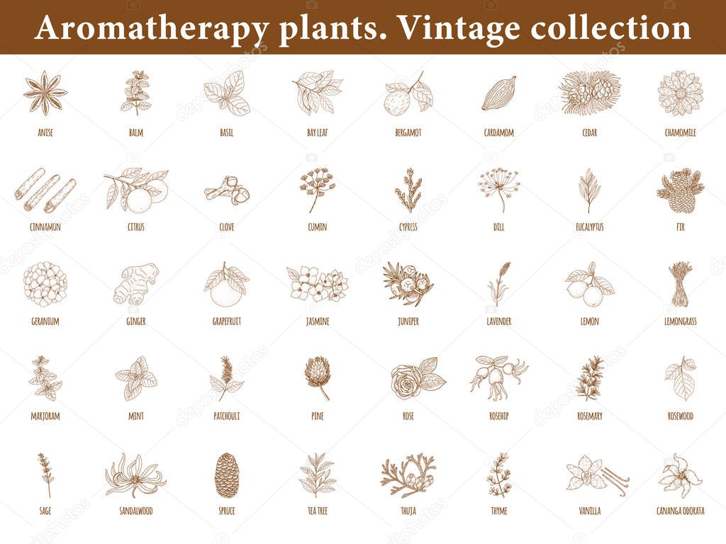 Aromatherapy Plants. Set of botanical elements isolated on white