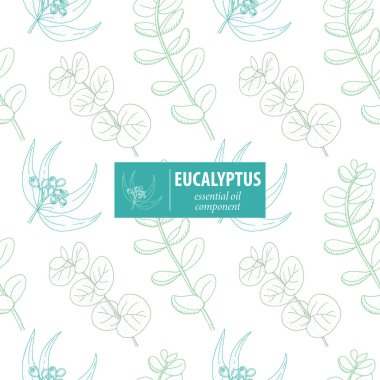 Okaliptüs. Vektör el, klasik, kusursuz desen çizmiş. Botanik