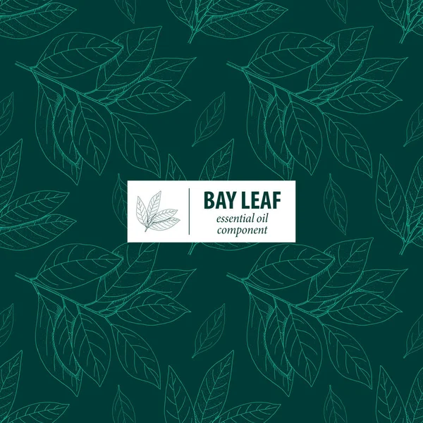 Bay Yaprak. Vektör el, klasik, kusursuz desen çizmiş. Botanik 