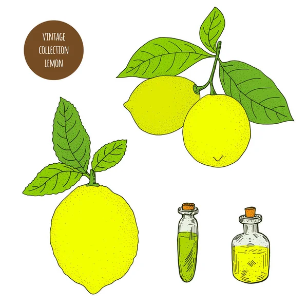 Cítricos. Lemon. Vector dibujado a mano conjunto de plantas cosméticas aisladas — Vector de stock