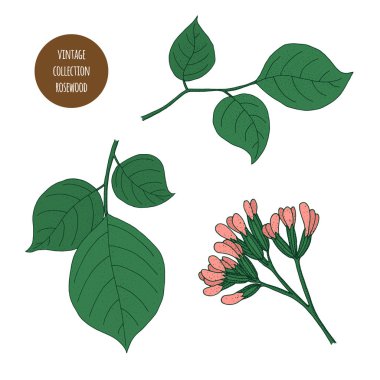 Gül ağacı. Vektör el çizimi kozmetik bitkiler ne üzerine izole edilmiş