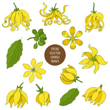 Cananga odorata. Vektör el çizilmiş kozmetik bitkileri izole eder