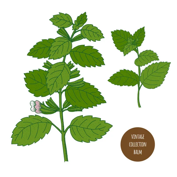 Merhem. Beyaz üzerine izole edilmiş kozmetik bitkiler çizilmiş. 