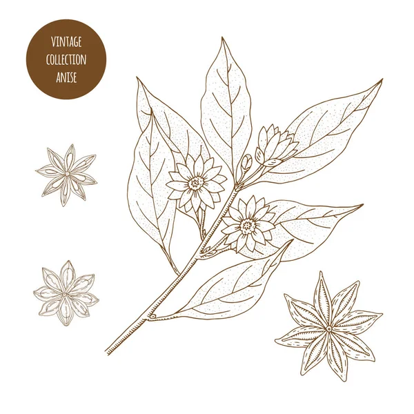 Star Anise. Vector botánico vintage ilustración dibujada a mano isolat — Vector de stock