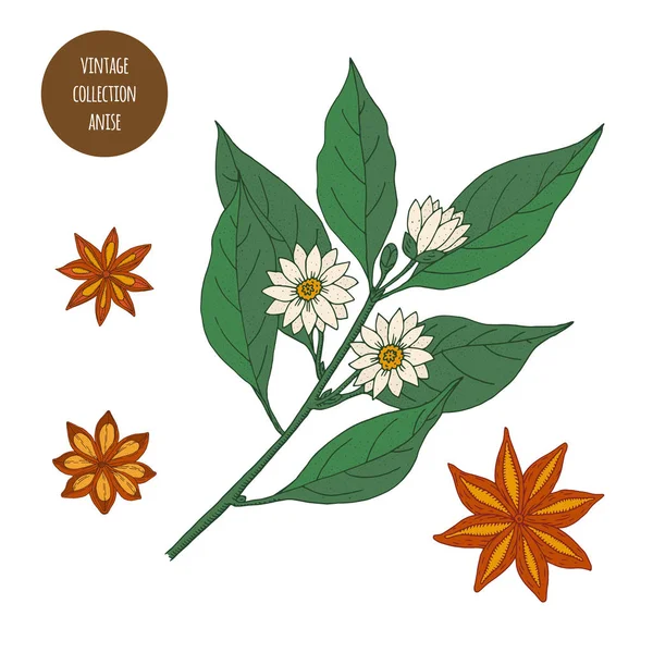Anice stellato. Vintage botanica vettore disegnato a mano illustrazione isolat — Vettoriale Stock