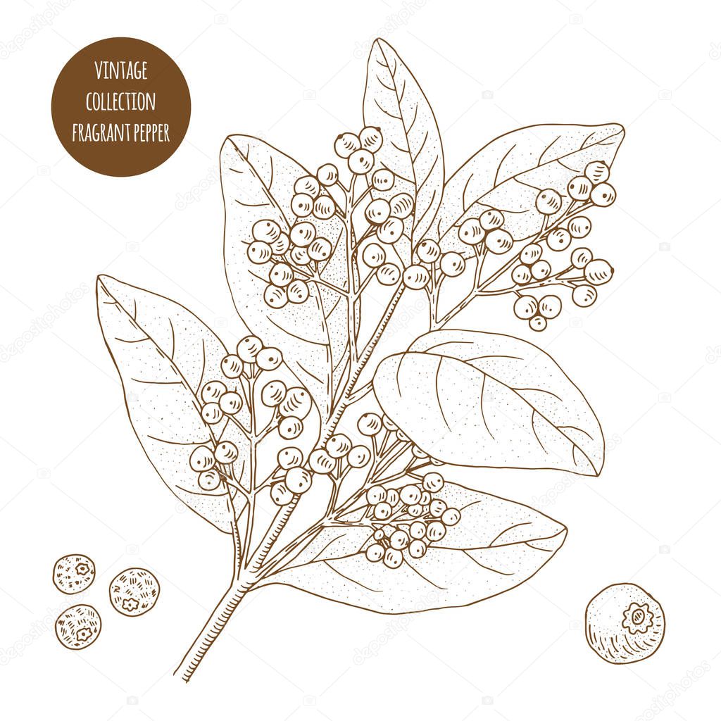 Fragrant Pepper. Vintage botany vector hand drawn illustration i