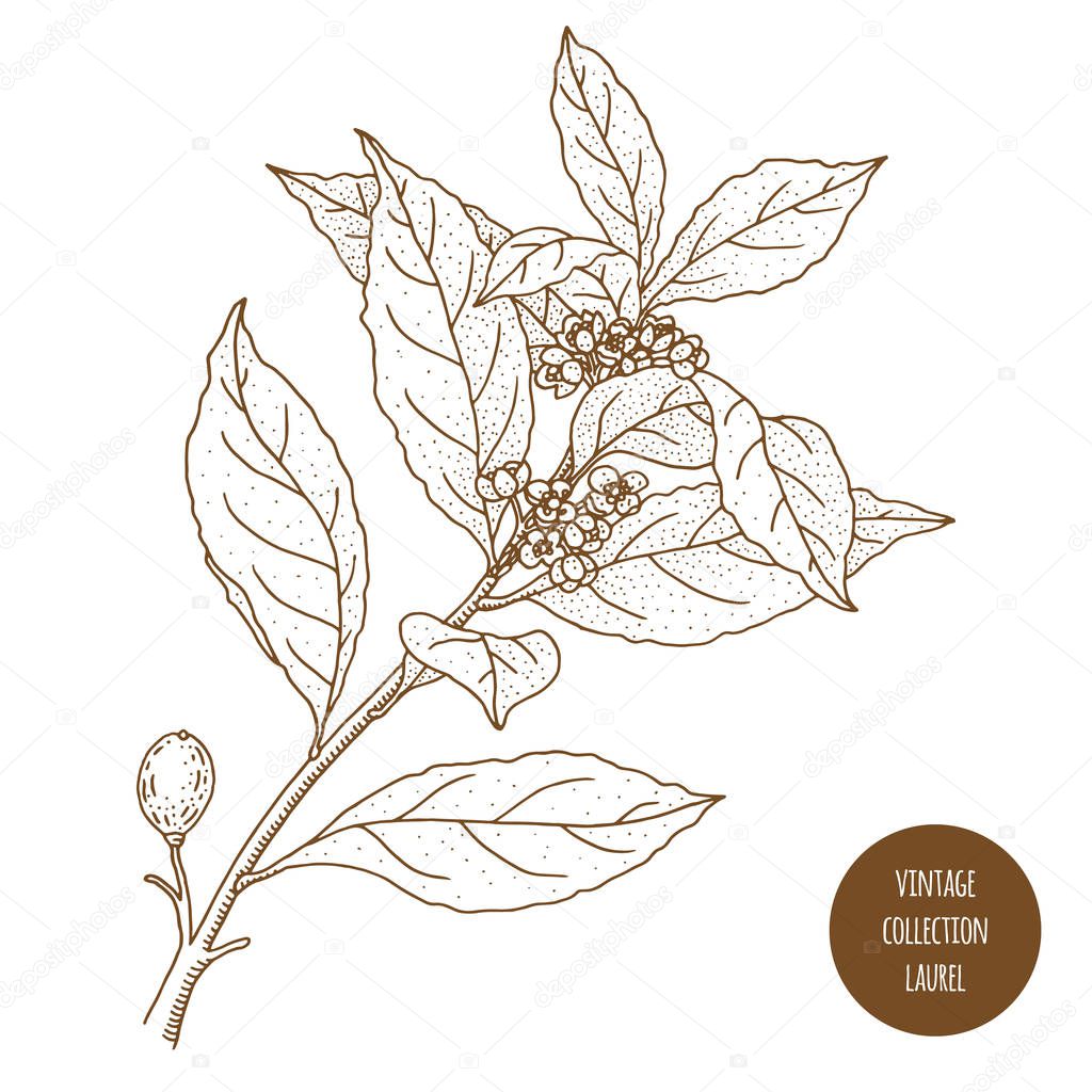 Laurel. Bay leaf. Vintage botany vector hand drawn illustration 