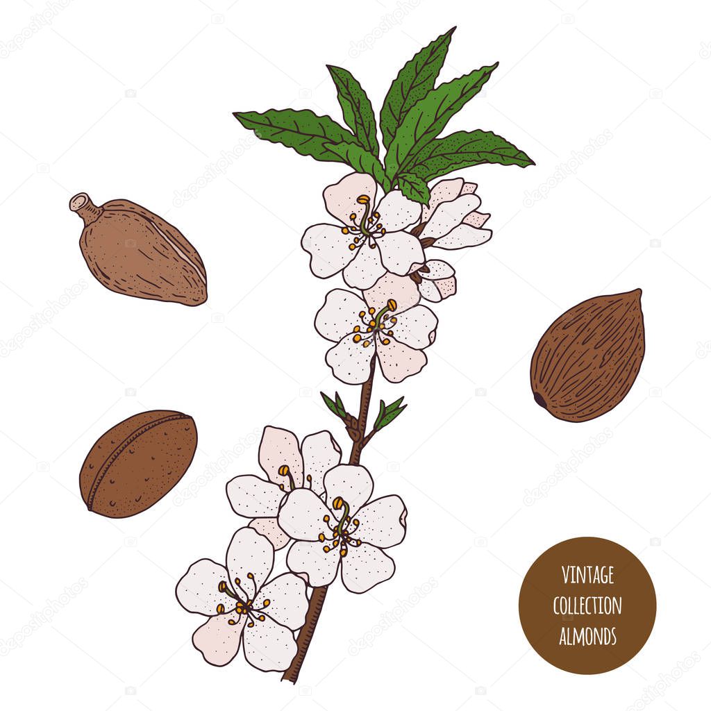 Almonds. Vintage botany vector hand drawn illustration isolated 