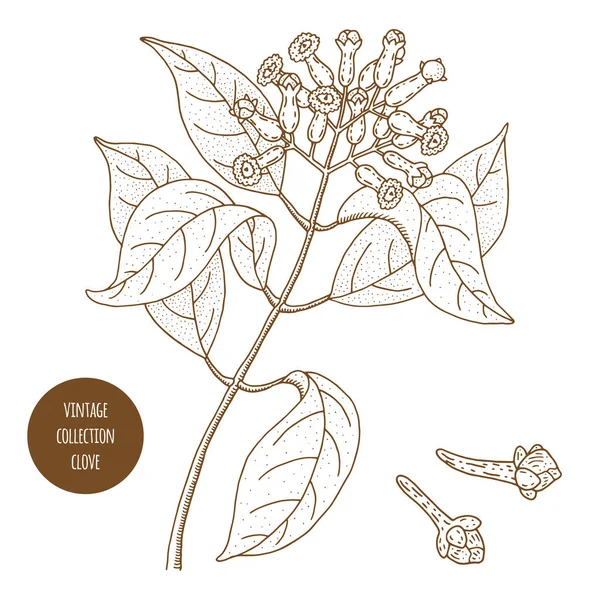 Clavo. Vintage botánica vector dibujado a mano ilustración aislada en — Vector de stock
