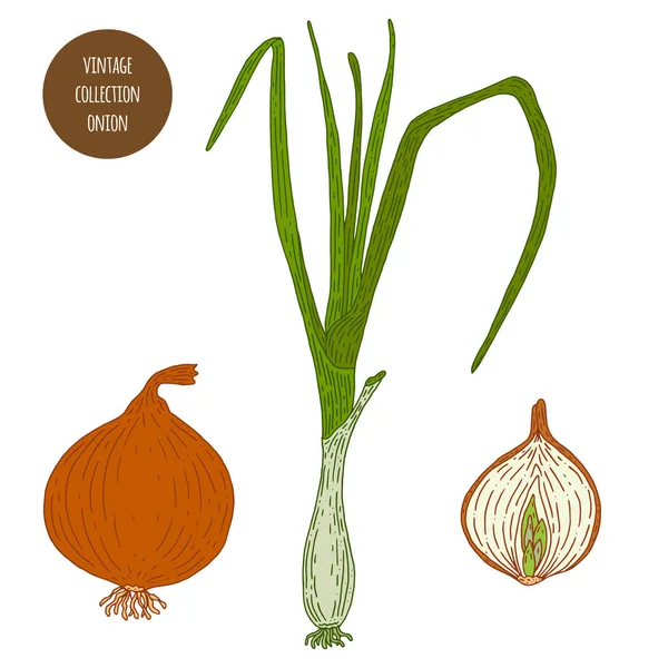 Cebolla. Vintage botánica vector dibujado a mano ilustración aislada en — Vector de stock