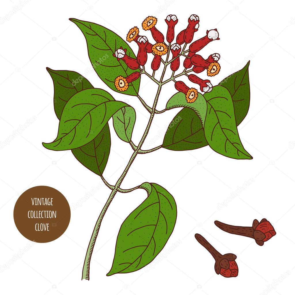 Clove. Vintage botany vector hand drawn illustration isolated on