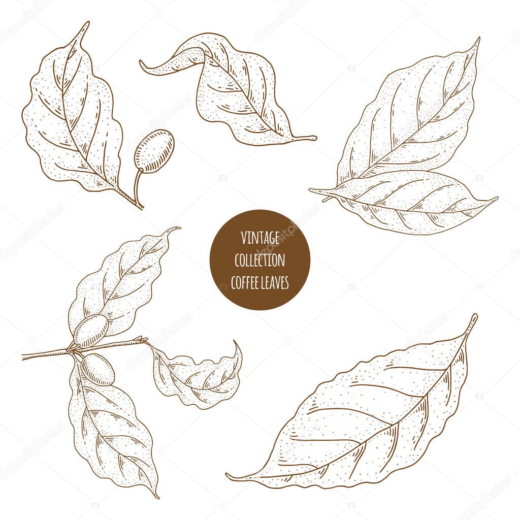 Coffee leaves. Vintage botany vector hand drawn illustration iso
