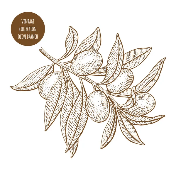 Olivo. Vector botánico vintage ilustración dibujada a mano isolat — Vector de stock