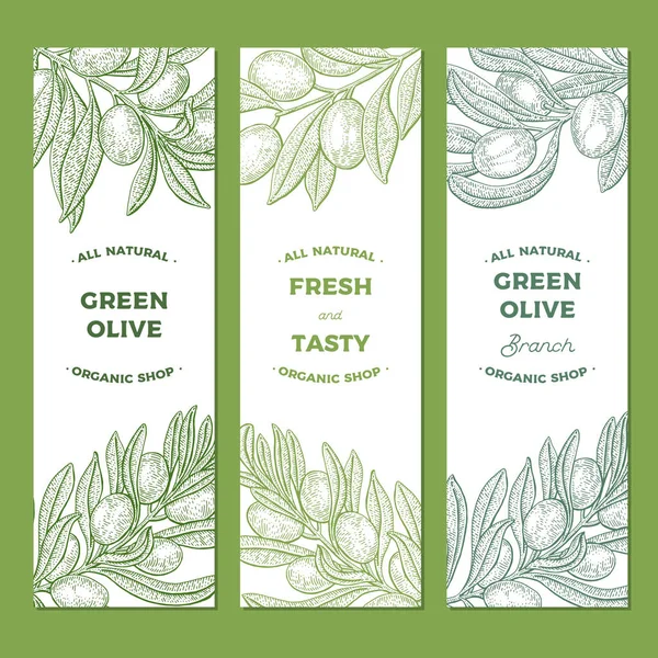 Zeytin ağacı. Web afişi. Vintage botanik vektör el çizimi